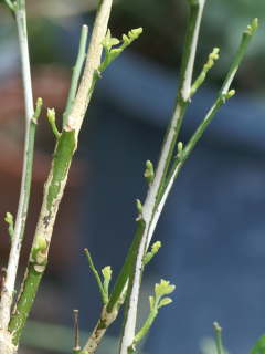 �t�ɐV��𐁂��l�q�i�V���N�W���X�~���j