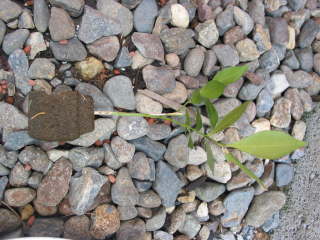 �}���؂̗l�q�i�V���N�W���X�~���j