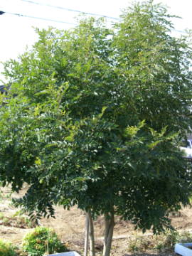 �V�}�g�l���R