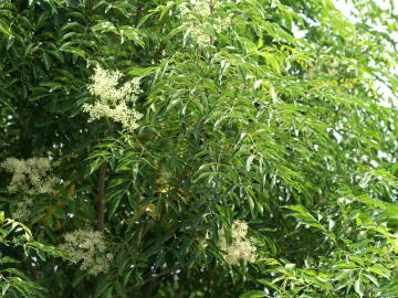 �V�}�g�l���R�i�t�j