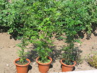 ���̒��Ƀ|�b�g�c�i�V�}�g�l���R�j