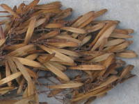 �n�������i�V�}�g�l���R�j