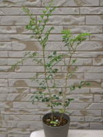 �펪������񔼔N��i�V�}�g�l���R�j