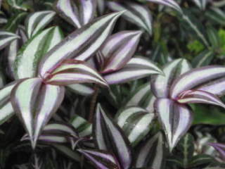 �g���f�X�J���`�A�E�[�u���i