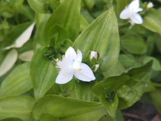 �g���f�X�J���`�A�E�t���~�l���V�X�̉�