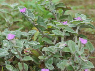 �g���f�X�J���`�A�E�V�������^�i