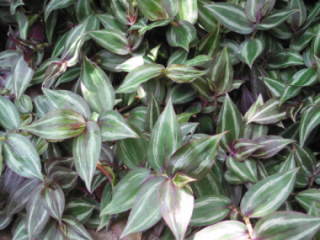 �t�͗l�̔����^�C�v�i�g���f�X�J���`�A�E�[�u���i�j