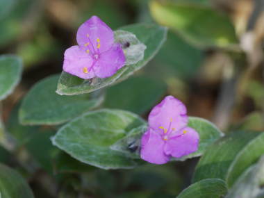 �g���f�X�J���`�A�E�V�������^�i�̉�