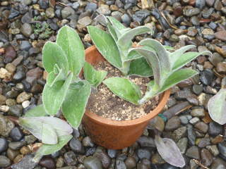 �g���f�X�J���`�A�E�V�������^�i�̑}����