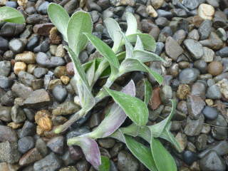 �g���f�X�J���`�A�E�V�������^�i�̑}����