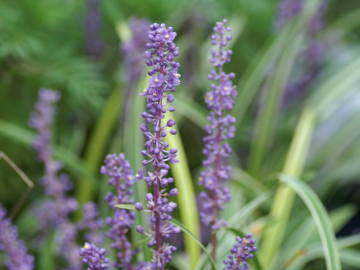 ���u�����̉�