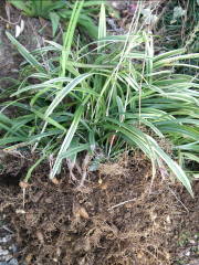 ���u�����̍�