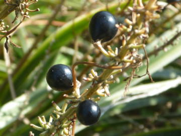 ���u�����̎�