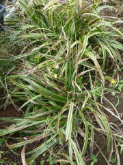 �z�~��̒ɂ񂾗t�i���u�����j