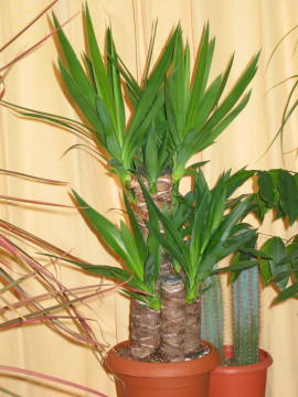 ���b�J�E�G���t�@���e�B�؃X