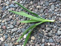 �}����i���b�J�E�G���t�@���e�B�؃X�j