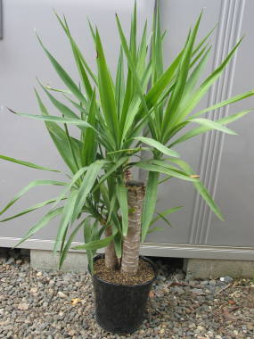 ���b�J�E�G���t�@���e�B�؃X