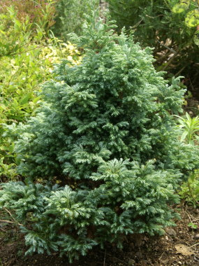 �{�[���o�[�h�i�R�j�t�@�[�j