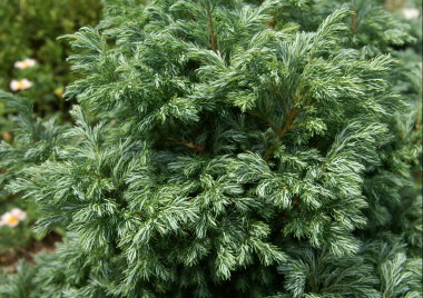 �{�[���o�[�h�i�R�j�t�@�[�j