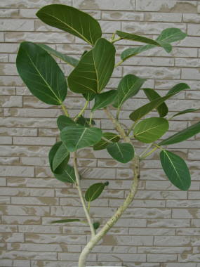 �t�B�J�X�E�x���K�����V�X