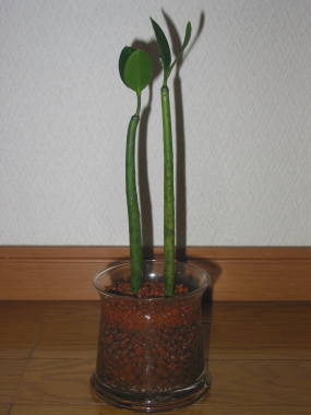 �}���O���[�u�i���G���}�q���M�j