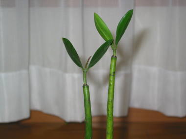 �}���O���[�u�i���G���}�q���M�j