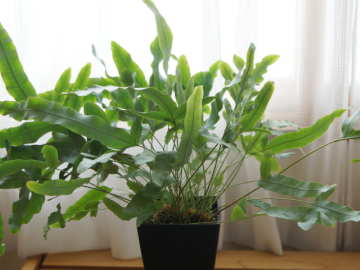 �t���{�f�B�E���E�A�E���E��