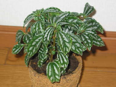 �s���A�E�J�f�B�G���C