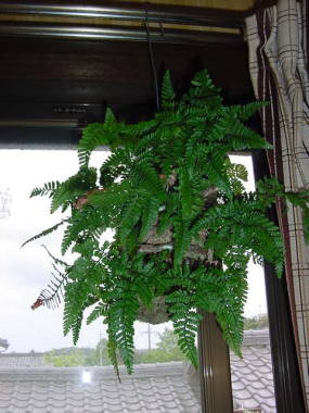 �g�L���V�m�u���g�����ނ肵�̂�