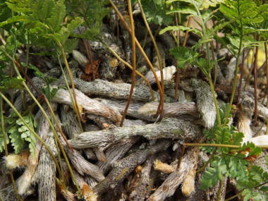 �g�L���V�m�u�̍��s