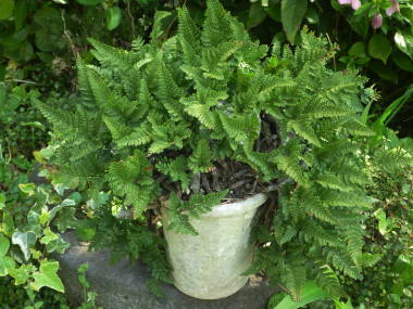 �g�L���V�m�u