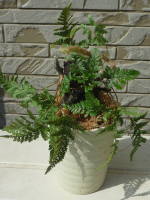 �g�L���V�m�u�̃w�S�d����