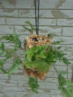 �g�L���V�m�u���g�����ނ肵�̂�