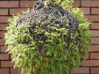 �g�L���V�m�u