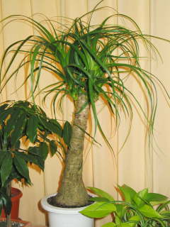 �O�A�e�}�����V�X�i�g�b�N�������j