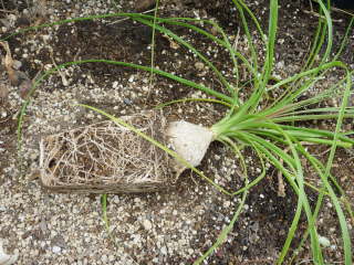 �A���ւ��i�g�b�N�������j