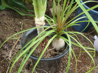 �A���ւ��Ɗ񂹐A���i�g�b�N�������j