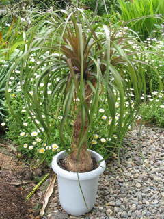 �؂�߂��O�i�g�b�N�������j