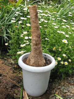 �؂�߂���i�g�b�N�������j