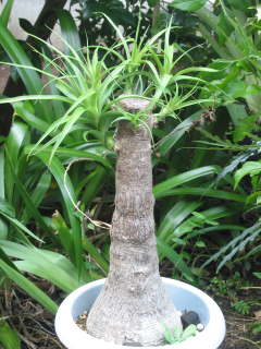 �؂�߂��Ė�R������i�g�b�N�������j