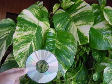 ���yCD�����傫�Ȃ����|�g�X�̗t