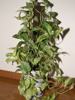 �|�g�X�E�}�[�u���N�B�[��