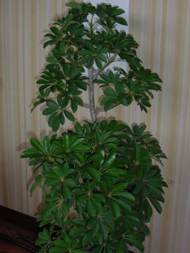 �V�F�t����