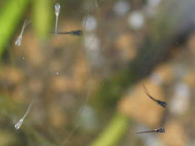 ���_�J�̒t��