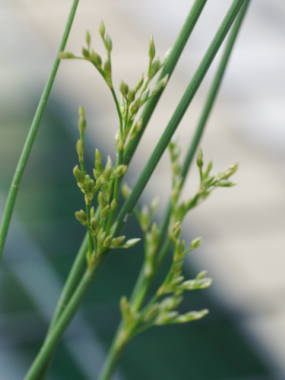 イグサのつぼみ