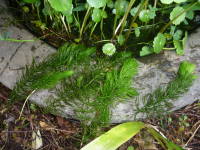 マツモの切り分け後