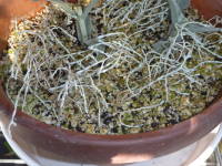 挿し木後(カロケファルス)