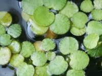 �A�}�]���t���b�O�s�b�g