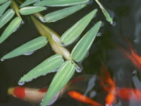 �q�O�����U�E�A���X�^�[�^