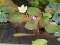 ���h�E�B�W�A�E�t���[�e�B���O�v�����g